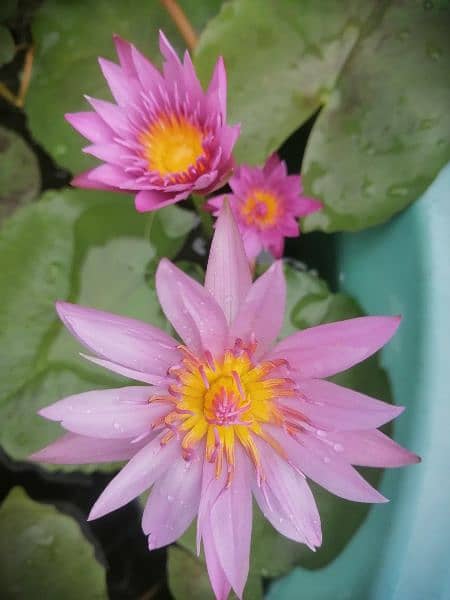 imported water lily plants different varieties available in banigala 10