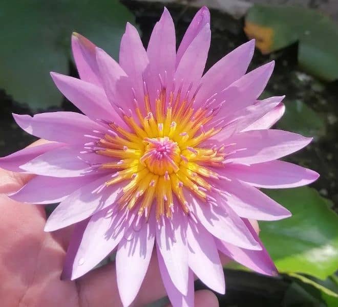 imported water lily plants different varieties available in banigala 11