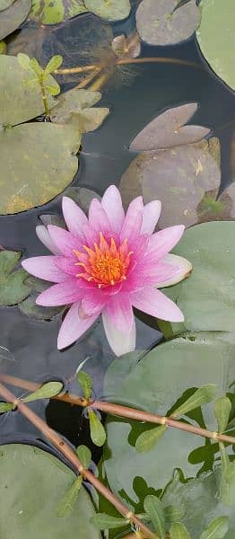 imported water lily plants different varieties available in banigala 12