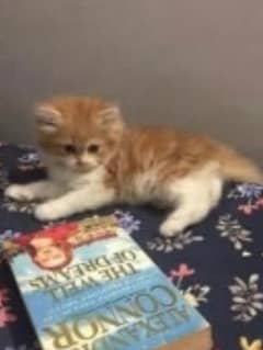 1 month old kitten for sale