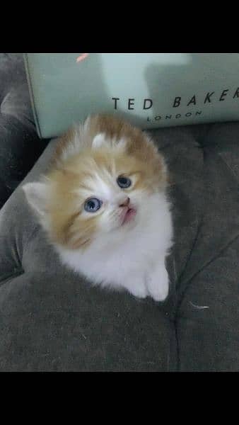 1 month old kitten for sale 1