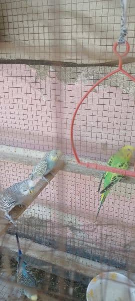 Australian parrots 2