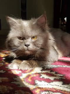 Breeder Male Persian Cat for Sale