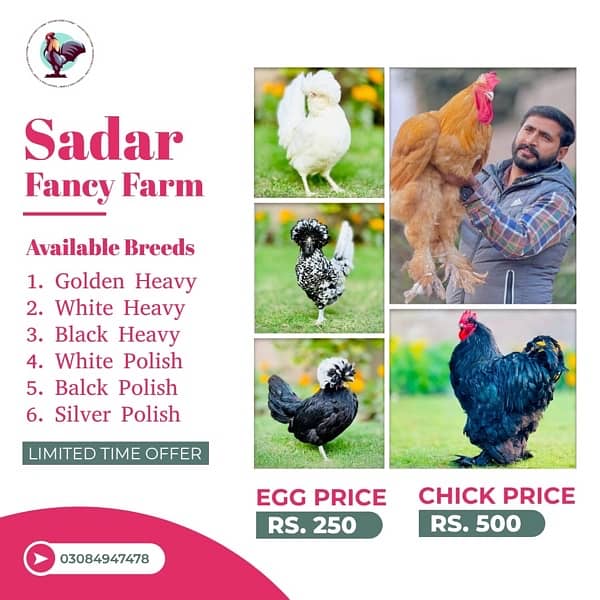 Fancy Breeds kay Eggs & Chicks   For Sale 5