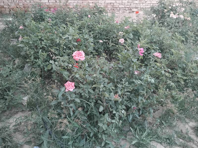 Rose plants for sell 3