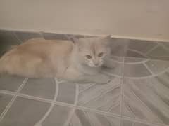 Persian cat triple coated