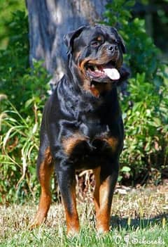 Rottweiler dog fully trained