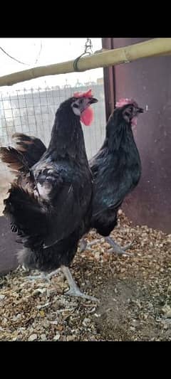 Pure Australorp 2 breeder hens