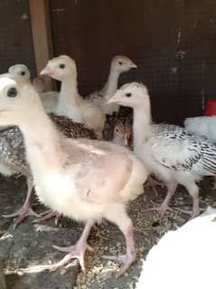 turkey chicks available