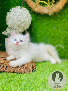 persian triple coated odd eyes kitten