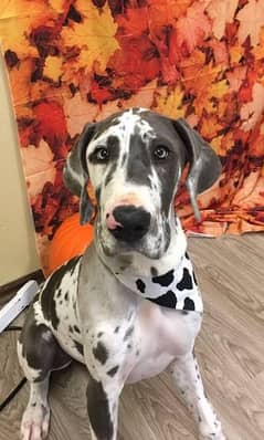 great Dane puppies available looking for a new good home