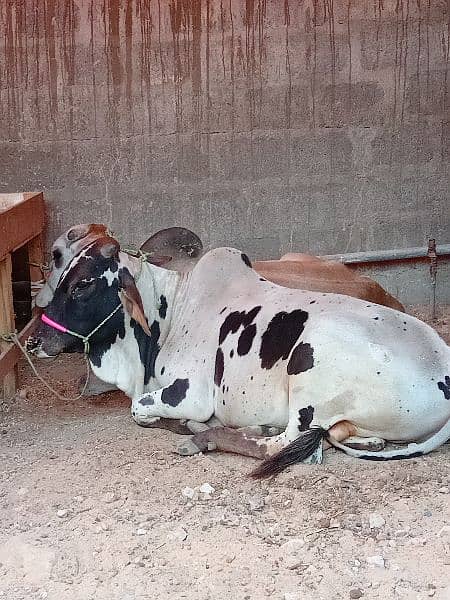 qurbani cow 2