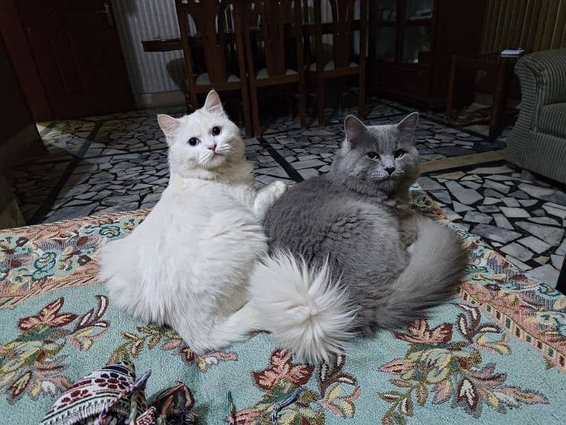 Persian Cats 2