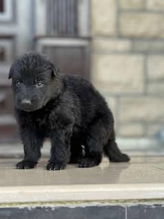 Black long coat german shepherd puppies