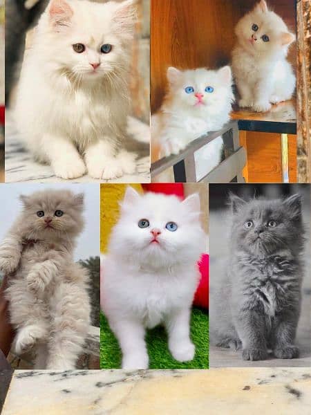 pure Persian punch face kitten triple coated 15