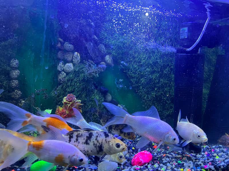 Fish aquarium 36*12*24 Inches for sale 1