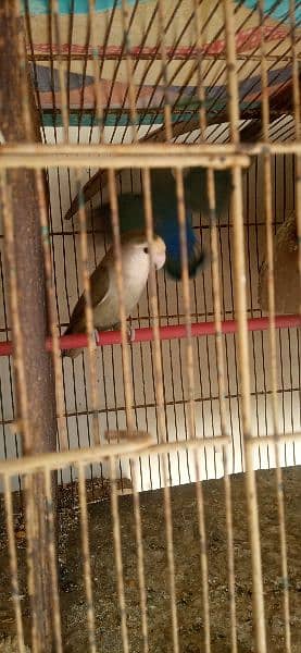 Love Bird breeding pair 4