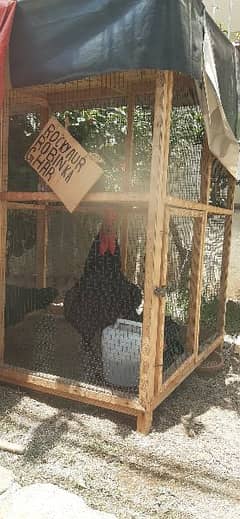 Aseel Chicks, Austrolorp Murgha Murghian and Fertile Eggs for sale
