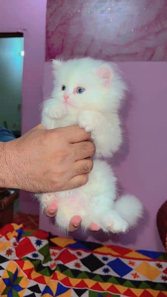 Quality Persian / Kitten / cat for sale 19