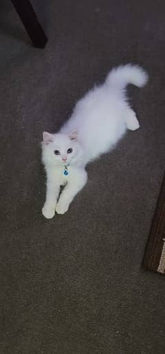 tripple coat almost 3 months old persian kitten