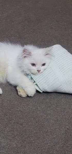 tripple coat almost 3 months old persian kitten 3