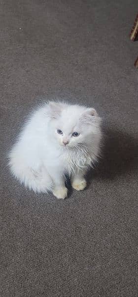 tripple coat almost 3 months old persian kitten 5
