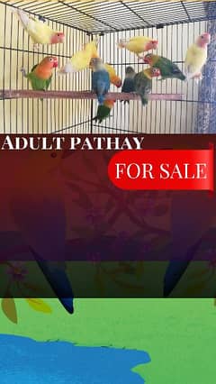 Adult Pathay for sale(affordable price)
