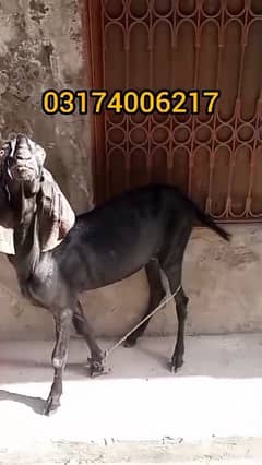 Bakra For sale in Lahore
