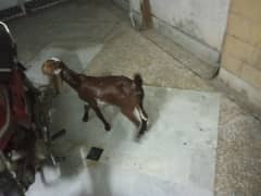 goat baby pair 2 April 2024 ki birth ha health and active Masha ALLAH