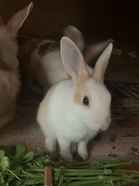 2 years  rabbit female 4