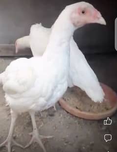 White Heera Aseel for sale