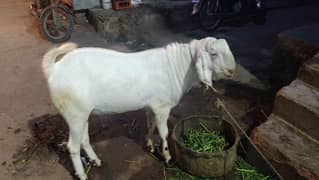 Rajhanpure Goats 0