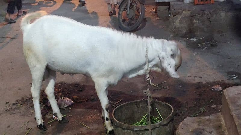 Rajhanpure Goats 1