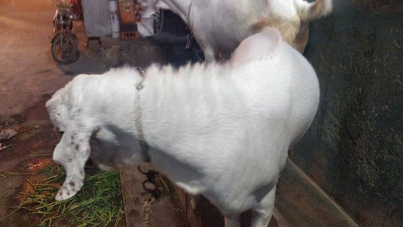 Rajhanpure Goats 2