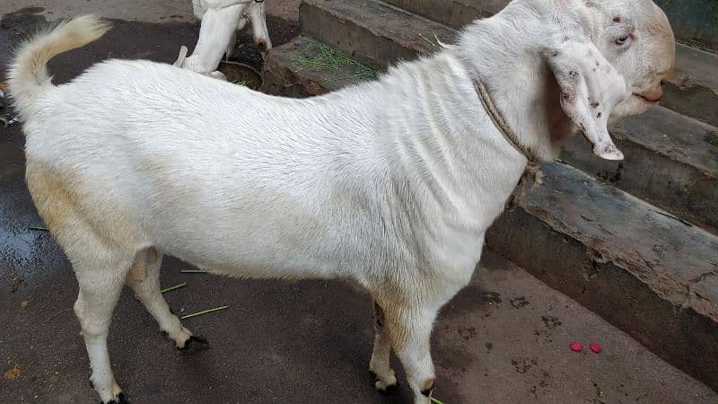 Rajhanpure Goats 3