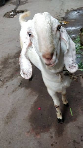 Rajhanpure Goats 4