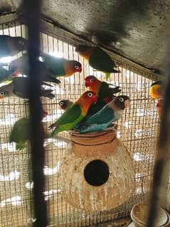 setup available fishers and Blue basnata home breading  with cage