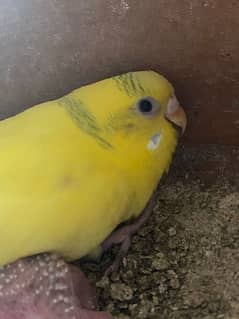 Breeder pair with chicks extra female be avilble hay ak yellow pair be
