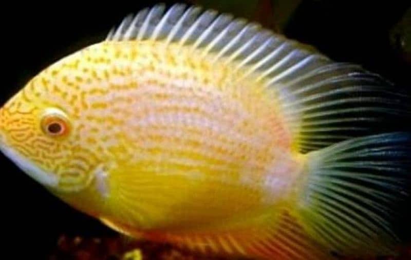 rare chiclids African/american available for sale 6