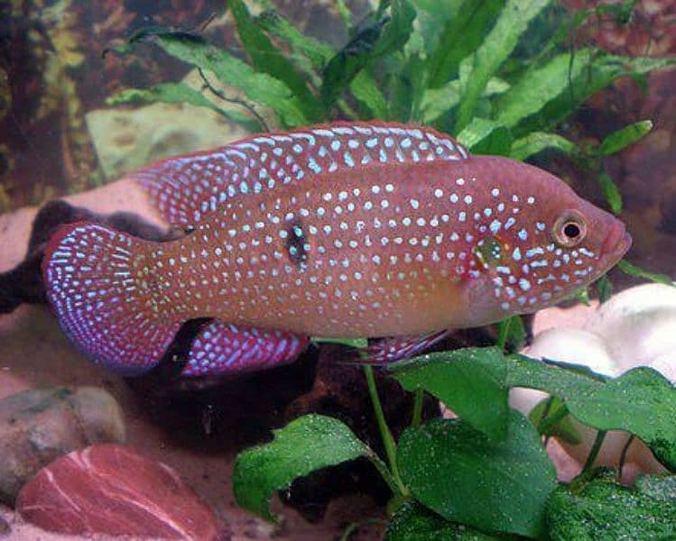 rare chiclids African/american available for sale 7