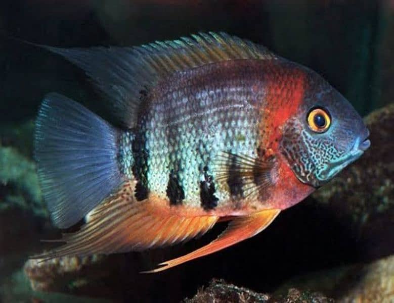 rare chiclids African/american available for sale 8