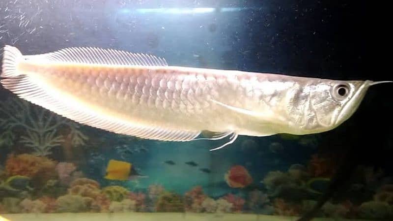 rare chiclids African/american available for sale 9