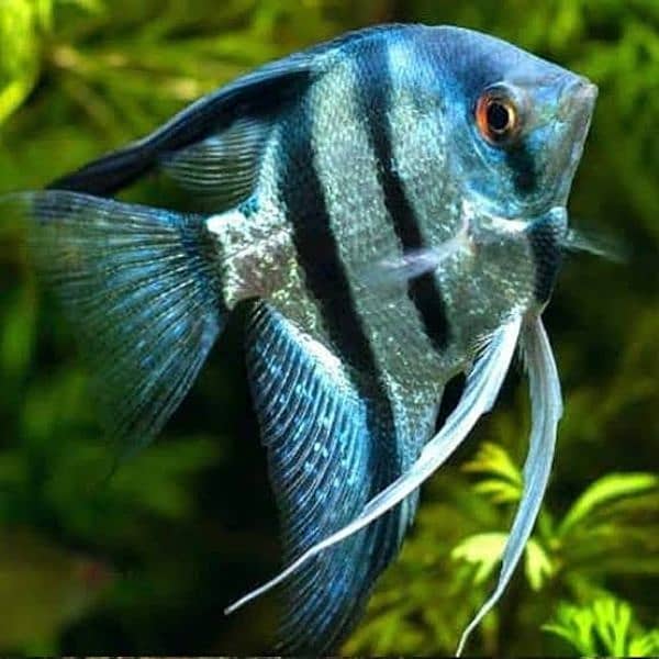 rare chiclids African/american available for sale 10