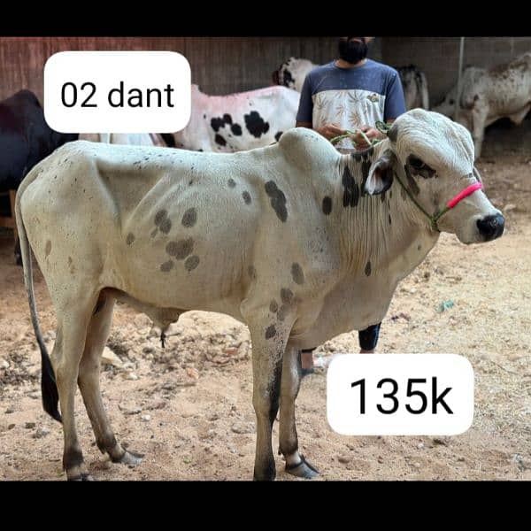 qurbani cow 6