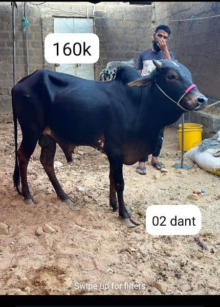qurbani cow 7