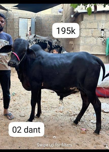 qurbani cow 11