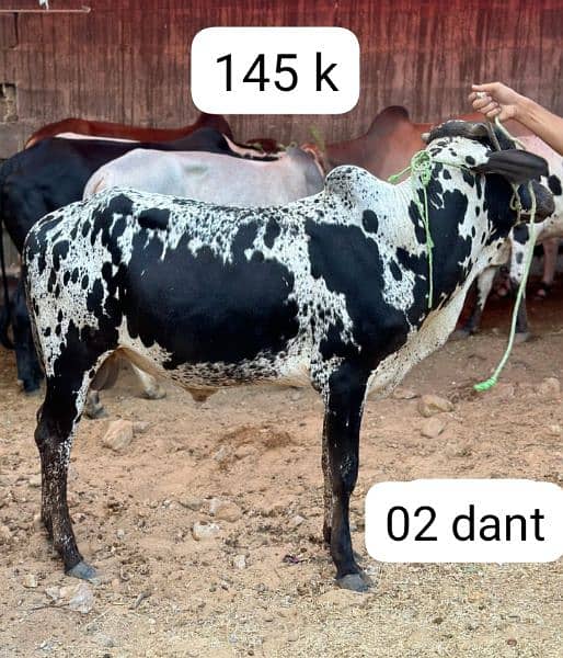qurbani cow 12