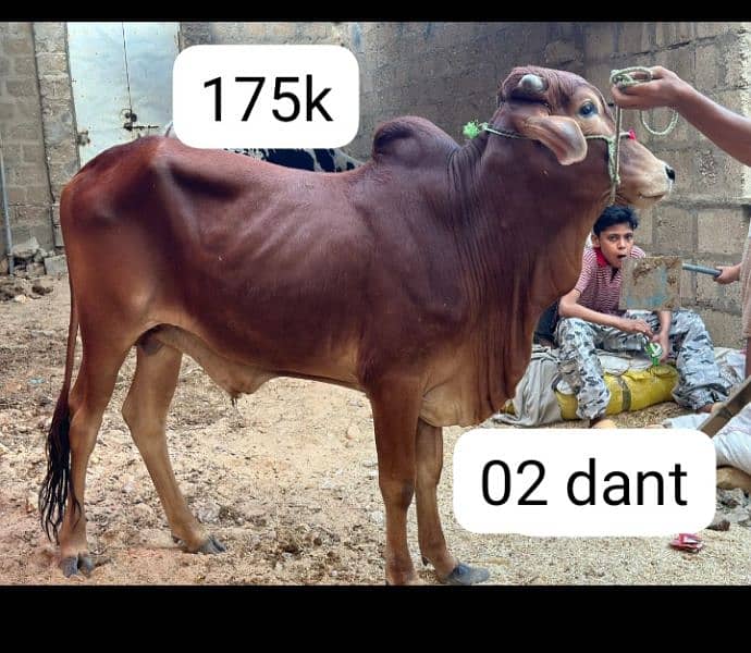 qurbani cow 13