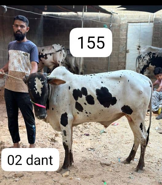 qurbani cow 14