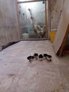 shamo chicks 4 days active and healthy chick